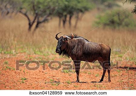 Blue Wildebeest (Connochaetes taurinus), adult, Tswalu Game Reserve, Kalahari Desert, North Cape, South Africa, Africa View Large Photo Image Stock Photo - Blue Wildebeest (Connochaetes taurinus), adult, Tswalu Game Reserve, Kalahari Desert, North Cape, South Africa, Africa. Fotosearch