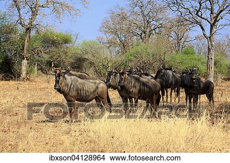 Blue Wildebeests (Connochaetes taurinus), adult, herd, Kruger National Park, South Africa, Africa View Large Photo Image Picture - Blue Wildebeests (Connochaetes taurinus), adult, herd, Kruger National Park, South Africa, Africa. Fotosearch