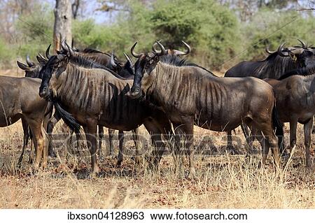 Stock Image - Blue Wildebeests (Connochaetes taurinus), adult, herd, Kruger National Park, South Africa, Africa. Fotosearch