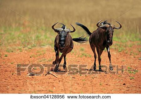 Stock Photograph - Blue Wildebeests (Connochaetes taurinus), two, adult, running, Tswalu Game Reserve, Kalahari Desert, North Cape, South Africa, Africa. Fotosearch
