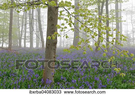 Bluebells (Hyacinthoides non-scripta), Germany, Europe View Large Photo Image Stock Image - Bluebells (Hyacinthoides non-scripta), Germany, Europe. Fotosearch