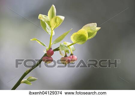 Picture - Blueberry flower (Vaccinium myrtillus), Emsland, Lower Saxony, Germany, Europe. Fotosearch