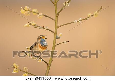 Bluethroat (Luscinia svecica), Emsland, Lower Saxony, Germany, Europe View Large Photo Image Picture - Bluethroat (Luscinia svecica), Emsland, Lower Saxony, Germany, Europe. Fotosearch