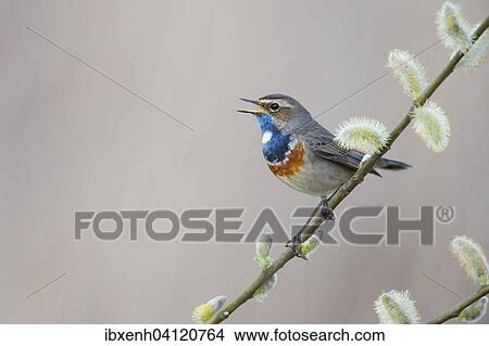 Bluethroat (Luscinia svecica), Emsland, Lower Saxony, Germany, Europe View Large Photo Image Picture - Bluethroat (Luscinia svecica), Emsland, Lower Saxony, Germany, Europe. Fotosearch