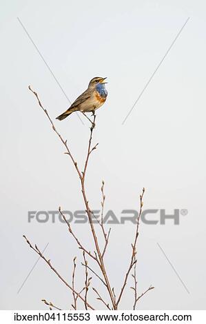 Stock Image - Bluethroat (Luscinia svecica), Emsland, Lower Saxony, Germany, Europe. Fotosearch