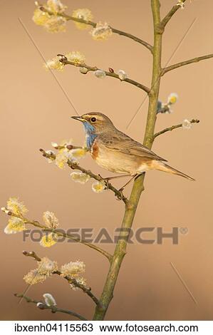 Bluethroat (Luscinia svecica), Emsland, Lower Saxony, Germany, Europe View Large Photo Image Stock Image - Bluethroat (Luscinia svecica), Emsland, Lower Saxony, Germany, Europe. Fotosearch