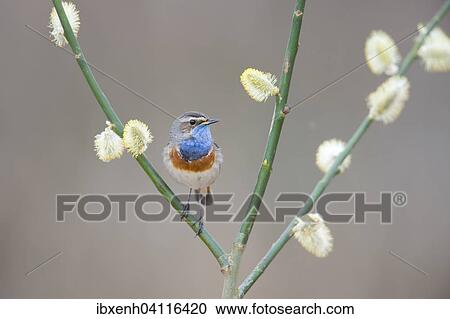 Stock Image - Bluethroat (Luscinia svecica), Emsland, Lower Saxony, Germany, Europe. Fotosearch