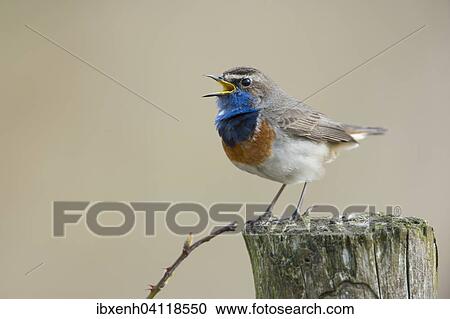 Bluethroat (Luscinia svecica), Emsland, Lower Saxony, Germany, Europe View Large Photo Image Stock Image - Bluethroat (Luscinia svecica), Emsland, Lower Saxony, Germany, Europe. Fotosearch