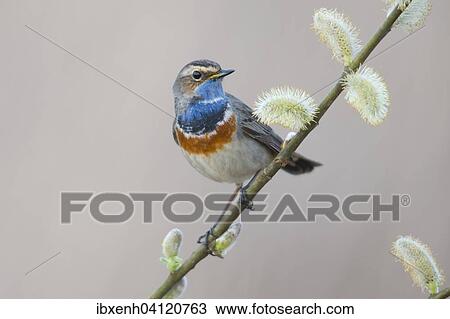 Bluethroat (Luscinia svecica), Emsland, Lower Saxony, Germany, Europe View Large Photo Image Stock Image - Bluethroat (Luscinia svecica), Emsland, Lower Saxony, Germany, Europe. Fotosearch