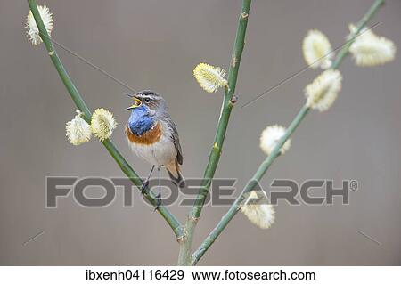 Bluethroat (Luscinia svecica), Emsland, Lower Saxony, Germany, Europe View Large Photo Image Stock Photo - Bluethroat (Luscinia svecica), Emsland, Lower Saxony, Germany, Europe. Fotosearch