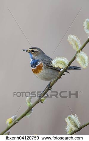 Stock Photo - Bluethroat (Luscinia svecica), Emsland, Lower Saxony, Germany, Europe. Fotosearch