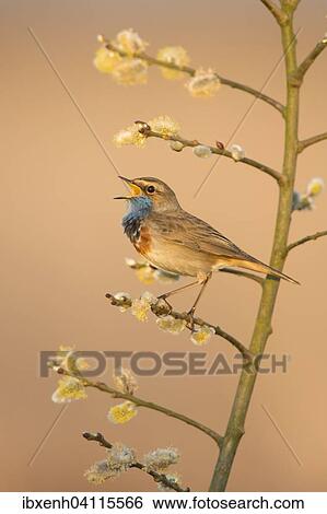 Bluethroat (Luscinia svecica), Emsland, Lower Saxony, Germany, Europe View Large Photo Image Stock Photograph - Bluethroat (Luscinia svecica), Emsland, Lower Saxony, Germany, Europe. Fotosearch