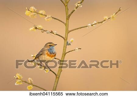 Bluethroat (Luscinia svecica), Emsland, Lower Saxony, Germany, Europe View Large Photo Image Stock Photography - Bluethroat (Luscinia svecica), Emsland, Lower Saxony, Germany, Europe. Fotosearch