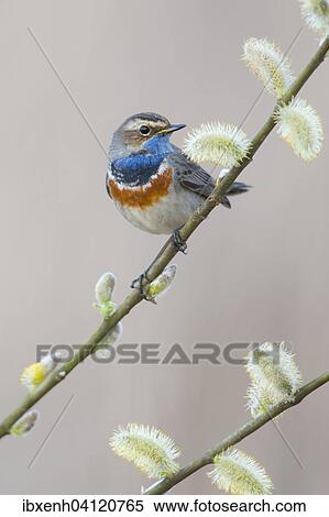 Bluethroat (Luscinia svecica), Emsland, Lower Saxony, Germany, Europe View Large Photo Image Stock Photography - Bluethroat (Luscinia svecica), Emsland, Lower Saxony, Germany, Europe. Fotosearch