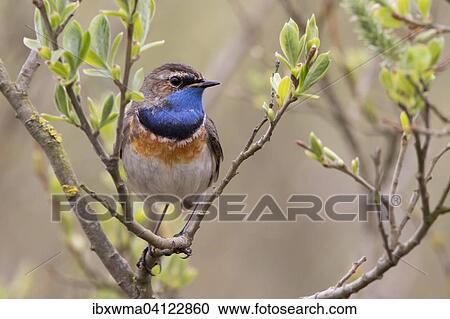 Stock Image - Bluethroat (Luscinia svecica) on branch, Texel, The Netherlands, Europe. Fotosearch