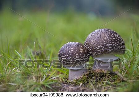 Stock Photo - Blusher (Amanita rubescens), Thuringia, Germany, Europe. Fotosearch