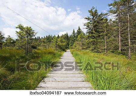 Boardwalk, Hochmoor Bodebruch, raised bog, Harz National Park, Harz, Lower Saxony, Germany, Europe View Large Photo Image Stock Photo - Boardwalk, Hochmoor Bodebruch, raised bog, Harz National Park, Harz, Lower Saxony, Germany, Europe. Fotosearch
