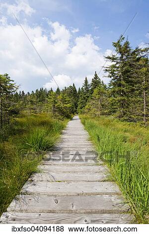 Boardwalk, Hochmoor Bodebruch, raised bog, Harz National Park, Harz, Lower Saxony, Germany, Europe View Large Photo Image Stock Photo - Boardwalk, Hochmoor Bodebruch, raised bog, Harz National Park, Harz, Lower Saxony, Germany, Europe. Fotosearch