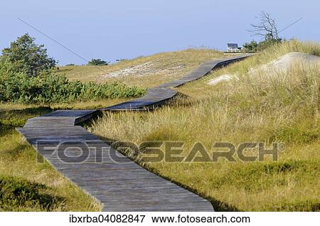 Boardwalk though a dune landscape, Darss, Western Pomerania Lagoon Area National Park, Mecklenburg-Western Pomerania, Germany, Europe View Large Photo Image Stock Photo - Boardwalk though a dune landscape, Darss, Western Pomerania Lagoon Area National Park, Mecklenburg-Western Pomerania, Germany, Europe. Fotosearch
