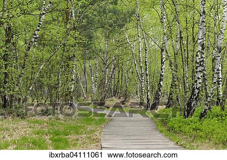 Boardwalk through the birch forest in the Venner Moor Nature Reserve, North Rhine-Westphalia, Deuschland View Large Photo Image Stock Image - Boardwalk through the birch forest in the Venner Moor Nature Reserve, North Rhine-Westphalia, Deuschland. Fotosearch