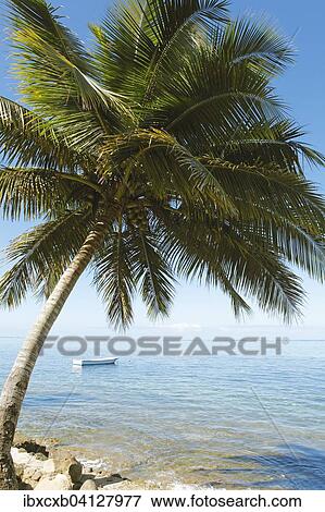 Boat and palm tree on the Coral Coast, Korolevu, Viti Levu, Fiji, Oceania View Large Photo Image Stock Photo - Boat and palm tree on the Coral Coast, Korolevu, Viti Levu, Fiji, Oceania. Fotosearch