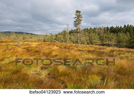 Bodebruch raised bog in autumn, Harz National Park, Lower Saxony, Germany, Europe View Large Photo Image Stock Image - Bodebruch raised bog in autumn, Harz National Park, Lower Saxony, Germany, Europe. Fotosearch
