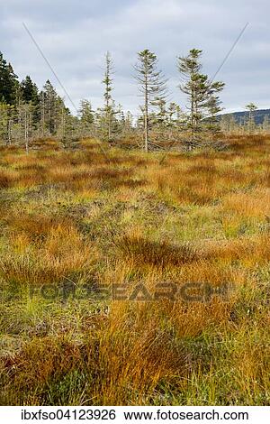 Bodebruch raised bog in autumn, Harz National Park, Lower Saxony, Germany, Europe View Large Photo Image Stock Photograph - Bodebruch raised bog in autumn, Harz National Park, Lower Saxony, Germany, Europe. Fotosearch