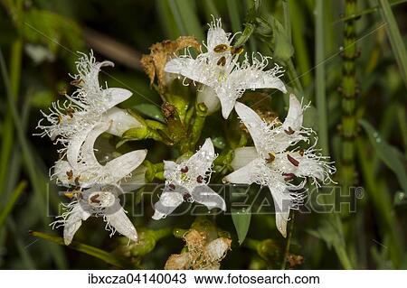 Bog Bean (Menyanthes trifoliata), Murnauer Moos, Bavaria, Germany, Europe View Large Photo Image Stock Image - Bog Bean (Menyanthes trifoliata), Murnauer Moos, Bavaria, Germany, Europe. Fotosearch