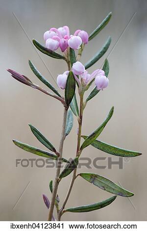 Stock Image - Bog-rosemary (Andromeda polifolia), Emsland, Lower Saxony, Germany, Europe. Fotosearch