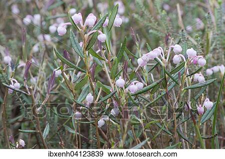Bog-rosemary (Andromeda polifolia), Emsland, Lower Saxony, Germany, Europe View Large Photo Image Stock Photo - Bog-rosemary (Andromeda polifolia), Emsland, Lower Saxony, Germany, Europe. Fotosearch