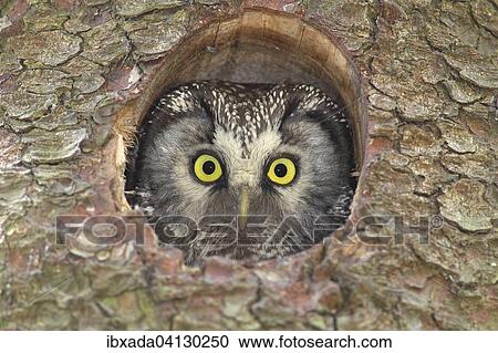 Stock Image - Boreal owl (Aegolius funereus), adult, looking out of its nesting hole in a nesting box, North Rhine-Westphalia, Germany, Europe. Fotosearch