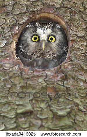 Boreal owl (Aegolius funereus), adult, looking out of its nesting hole in a nesting box, North Rhine-Westphalia, Germany, Europe View Large Photo Image Stock Image - Boreal owl (Aegolius funereus), adult, looking out of its nesting hole in a nesting box, North Rhine-Westphalia, Germany, Europe. Fotosearch