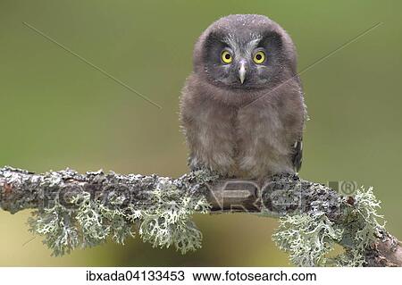 Stock Image - Boreal owl (Aegolius funereus), young bird sitting on a lichen-covered branch, North Rhine-Westphalia, Germany, Europe. Fotosearch