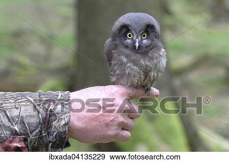 Stock Photo - Boreal owl (Aegolius funereus), young bird perched on a hand, North Rhine-Westphalia, Germany, Europe. Fotosearch