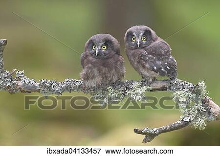 Stock Photo - Boreal owls (Aegolius funereus), two fledglings sitting on a lichen-covered branch, North Rhine-Westphalia, Germany, Europe. Fotosearch