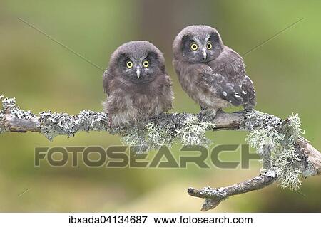 Stock Photo - Boreal owls (Aegolius funereus), two fledglings sitting on a lichen-covered branch, North Rhine-Westphalia, Germany, Europe. Fotosearch