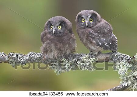 Boreal owls (Aegolius funereus), two fledglings sitting on a lichen-covered branch, North Rhine-Westphalia, Germany, Europe View Large Photo Image Stock Photograph - Boreal owls (Aegolius funereus), two fledglings sitting on a lichen-covered branch, North Rhine-Westphalia, Germany, Europe. Fotosearch