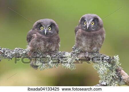 Boreal owls (Aegolius funereus), two fledglings sitting on a lichen-covered branch, North Rhine-Westphalia, Germany, Europe View Large Photo Image Stock Photography - Boreal owls (Aegolius funereus), two fledglings sitting on a lichen-covered branch, North Rhine-Westphalia, Germany, Europe. Fotosearch
