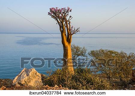 Bottle Tree (Adenium obesum) in bloom, endemic species, Socotra, Yemen, Asia View Large Photo Image Picture - Bottle Tree (Adenium obesum) in bloom, endemic species, Socotra, Yemen, Asia. Fotosearch