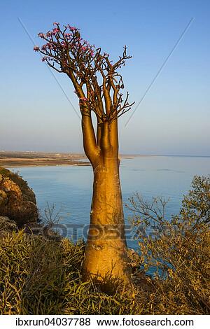 Bottle Tree (Adenium obesum) in bloom, endemic species, Socotra, Yemen, Asia View Large Photo Image Stock Photo - Bottle Tree (Adenium obesum) in bloom, endemic species, Socotra, Yemen, Asia. Fotosearch