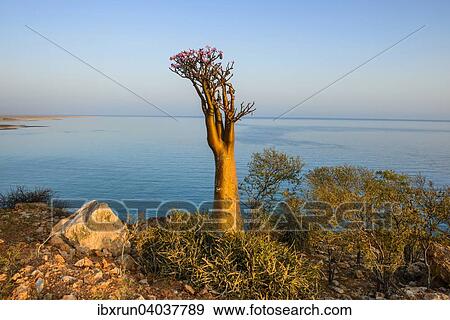 Stock Photo - Bottle Tree (Adenium obesum) in bloom, endemic species, Socotra, Yemen, Asia. Fotosearch
