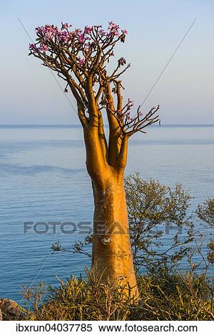 Bottle Tree (Adenium obesum) in bloom, endemic species, Socotra, Yemen, Asia View Large Photo Image Stock Photography - Bottle Tree (Adenium obesum) in bloom, endemic species, Socotra, Yemen, Asia. Fotosearch