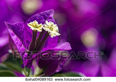 Bougainville (Bougainvillea glabra), Madeira, Potugal View Large Photo Image Stock Image - Bougainville (Bougainvillea glabra), Madeira, Potugal. Fotosearch