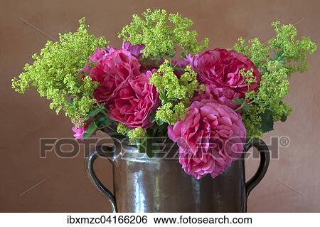 Bouquet in clay jug on table, Cariona rose (Rosa sp. ) and lady's mantle (Alchemilla sp. ) View Large Photo Image Stock Photograph - Bouquet in clay jug on table, Cariona rose (Rosa sp. ) and lady's mantle (Alchemilla sp. ). Fotosearch