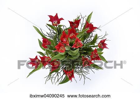 Bouquet of flowers, tulips View Large Photo Image Stock Photography - Bouquet of flowers, tulips. Fotosearch