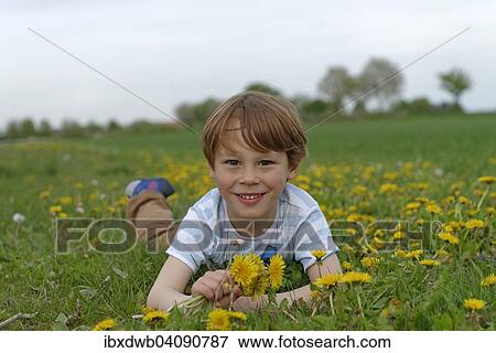 Boy lying in a dandelion meadow, spring, Munich, Upper Bavaria, Bavaria, Germany, Europe View Large Photo Image Stock Photo - Boy lying in a dandelion meadow, spring, Munich, Upper Bavaria, Bavaria, Germany, Europe. Fotosearch