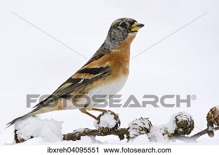 Brambling (Fringilla montifringilla), Tyrol, Austria, Europe View Large Photo Image Stock Image - Brambling (Fringilla montifringilla), Tyrol, Austria, Europe. Fotosearch