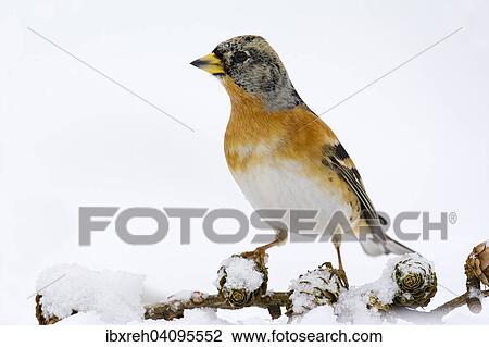 Brambling (Fringilla montifringilla), Tyrol, Austria, Europe View Large Photo Image Stock Image - Brambling (Fringilla montifringilla), Tyrol, Austria, Europe. Fotosearch