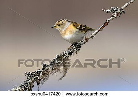 Brambling (Fringilla montifringilla), female sitting on branch, Hedmark, Norway, Europe View Large Photo Image Stock Image - Brambling (Fringilla montifringilla), female sitting on branch, Hedmark, Norway, Europe. Fotosearch