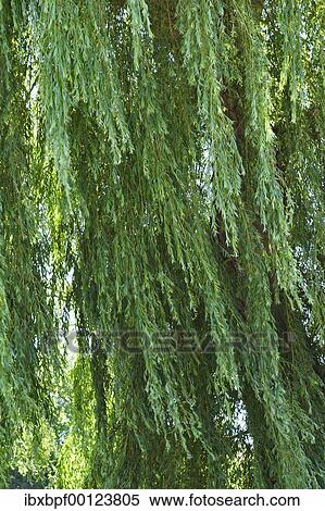 Branches and leaves of a willow View Large Photo Image Stock Photography - Branches and leaves of a willow. Fotosearch